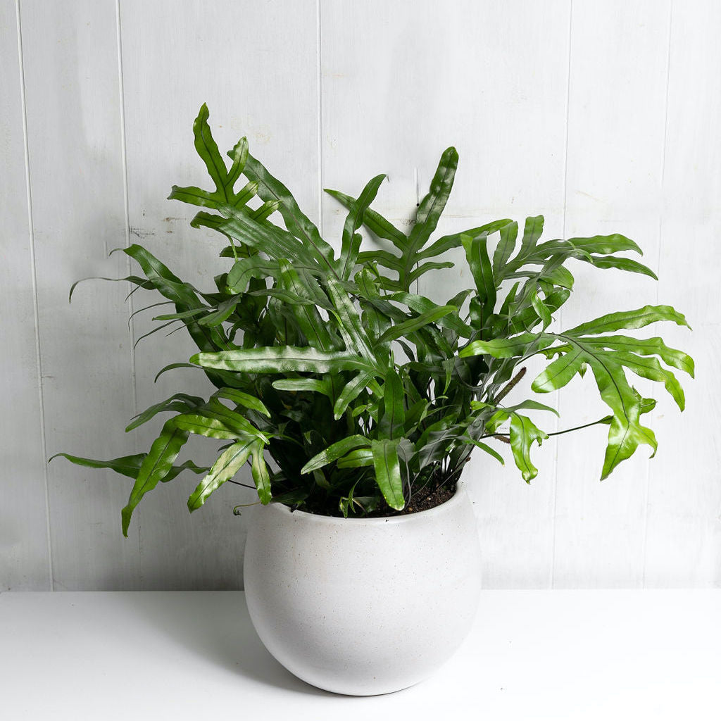 Medium Indoor Potted Plant
