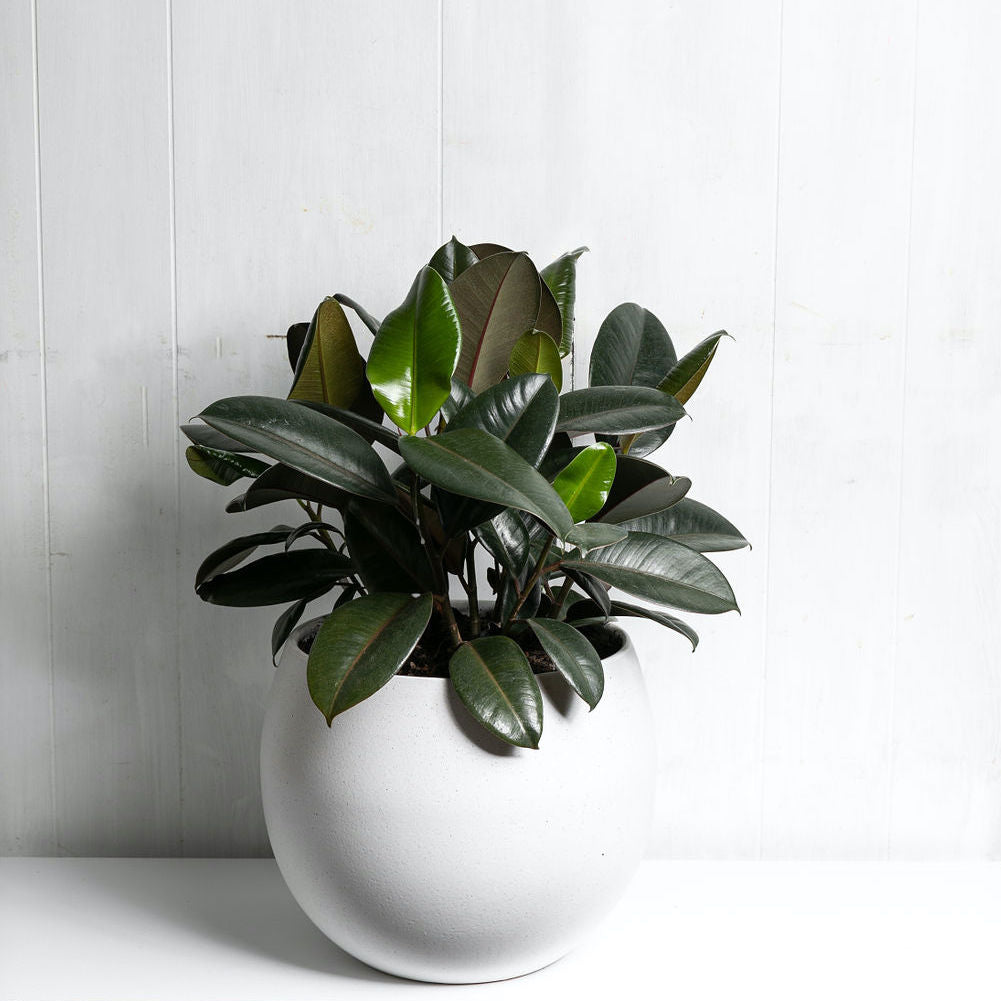 Large Indoor Potted Plant Flowers West Perth Flowers Delivery Perth