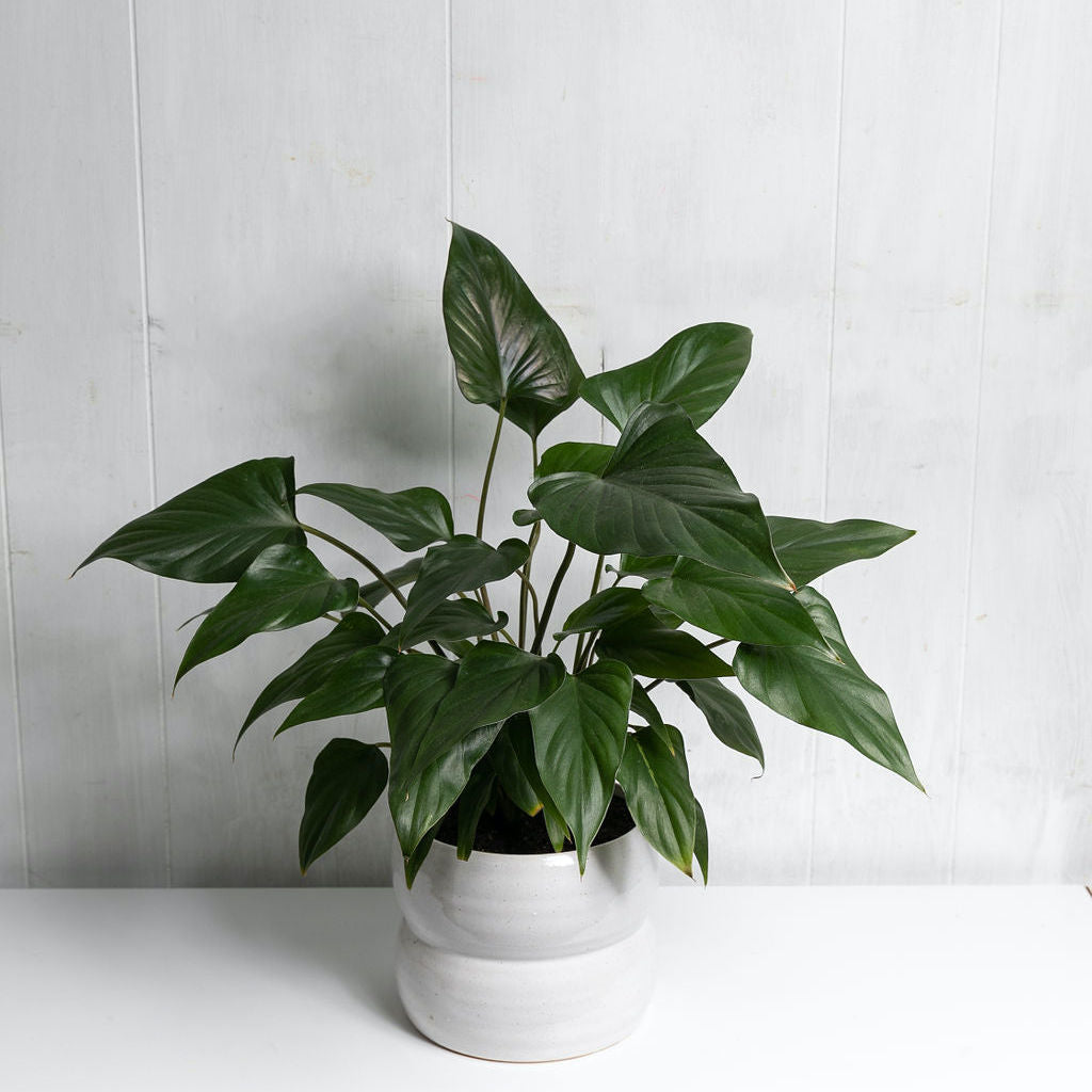 Indoor Potted Plant Flowers West Perth Flowers Delivery Perth