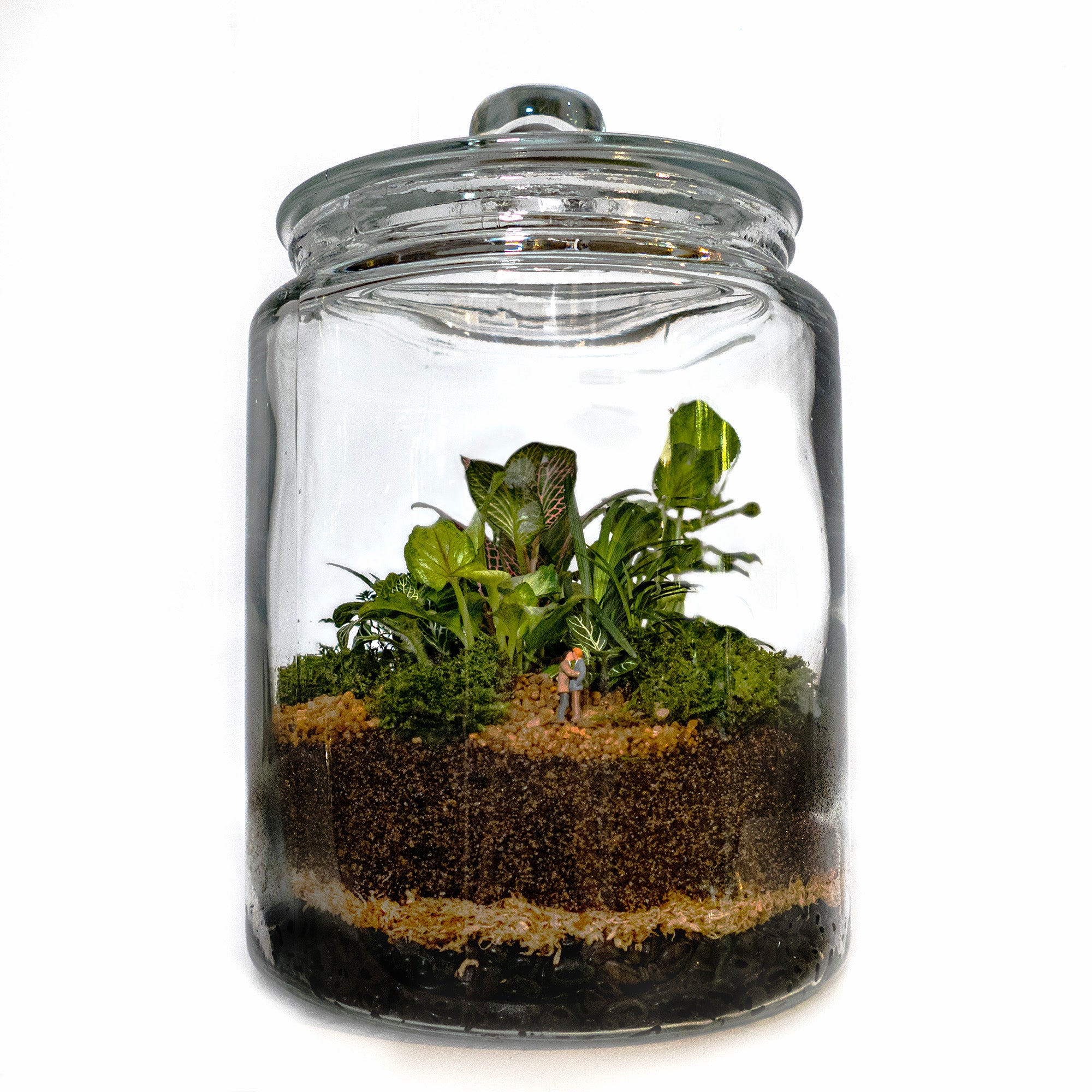 Medium Terrarium Terrarium West Perth Terrarium Delivery Perth