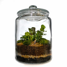 Load image into Gallery viewer, Medium Terrarium