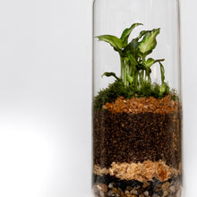 Load image into Gallery viewer, Small Terrarium