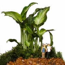 Load image into Gallery viewer, Small Terrarium