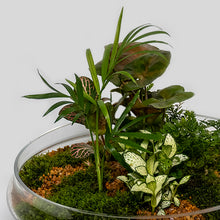 Load image into Gallery viewer, Large Terrarium