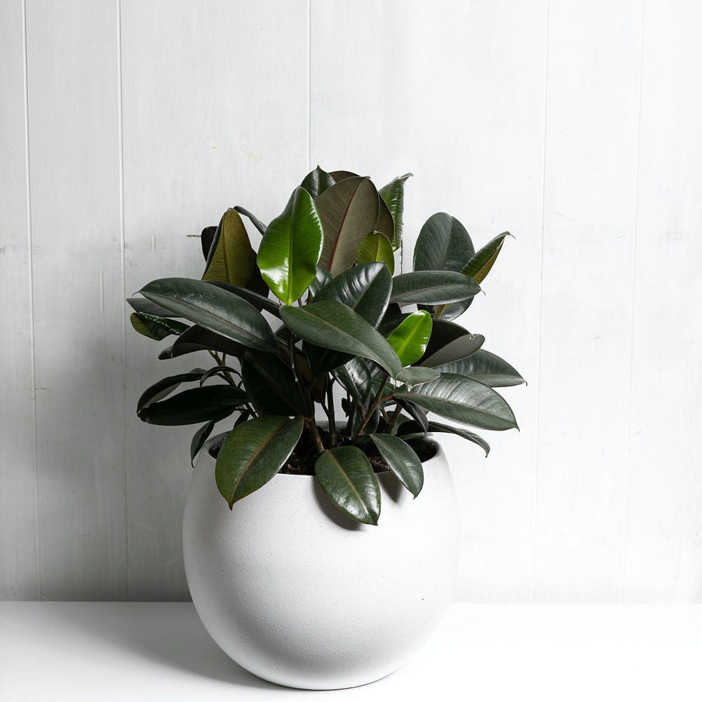 Large Indoor Potted Plant