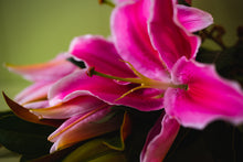 Load image into Gallery viewer, Fresh Local Oriental Lilies
