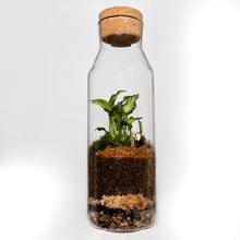 Load image into Gallery viewer, Small Terrarium
